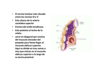 • El nervio troclear esta situado
entre los nervios III y V
• Esta afuera de la arteria
carotidea superior
• Encima del anillo tendinoso.
• Esta próximo al techo de la
orbita
• corre en diagonal por encima
del musculo elevador del
parpado para Hasta llegar al
musculo oblicuo superior.
Aquí se divide en tres ramas o
mas que entran en el musculo
oblicuo superior a lo largo de
su tercio proximal.
 