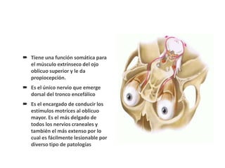  Tiene una función somática para
el músculo extrínseco del ojo
oblicuo superior y le da
propiocepción.
 Es el único nervio que emerge
dorsal del tronco encefálico
 Es el encargado de conducir los
estímulos motrices al oblicuo
mayor. Es el más delgado de
todos los nervios craneales y
también el más extenso por lo
cual es fácilmente lesionable por
diverso tipo de patologías
 
