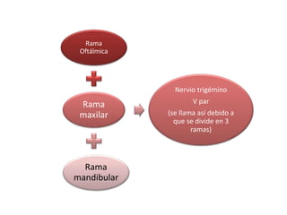 Rama
Oftálmica
Rama
maxilar
Rama
mandibular
Nervio trigémino
V par
(se llama así debido a
que se divide en 3
ramas)
 