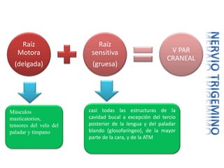 Raíz
Motora
(delgada)
Raíz
sensitiva
(gruesa)
V PAR
CRANEAL
casi todas las estructuras de la
cavidad bucal a excepción del tercio
posterior de la lengua y del paladar
blando (glosofaríngeo), de la mayor
parte de la cara, y de la ATM
Músculos
masticatorios,
tensores del velo del
paladar y tímpano
 
