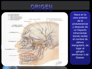 Nace en la
cara anterior
de la
protuberancia
y después de
un trayecto
intracraneal,
donde recibe
el nombre de
plexus
triangularis, da
lugar al
ganglio
semilunar o de
Gasser.
 