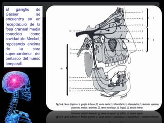 El ganglio de
Gasser se
encuentra en un
receptáculo de la
fosa craneal media
conocido como
cavidad de Meckel,
reposando encima
de la cara
superoanterior del
peñasco del hueso
temporal.
 