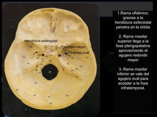 1.Rama oftálmico:
gracias a la
hendidura esfenoidal
penetra en la órbita
2. Rama maxilar
superior llega a la
fosa pterigopalatina
aprovechando el
agujero redondo
mayor
3. Rama maxilar
inferior se vale del
agujero oval para
acceder a la fosa
infratemporal.
Hendidura esfenoidal
Foramen oval
Foramen mayor
 