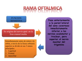 FUNCION
SENSITIVA
Se origina del nervio ppal. en la
fosa craneal media
Pasa anteriormente
a la pared lateral
del seno cavernoso
inmediatamente
inferior a los
nervios oculomotor y
troclear, pero
superior al nervio
maxilar del
trigemino
Inmediatamente antes de entrar a la
orbita, a través de la fisura orbitaria
superior se divide en sus 3 ramos
principales.
1. Lagrimal
2. Frontal
3. nasociliar
 