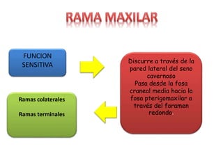 FUNCION
SENSITIVA
Discurre a través de la
pared lateral del seno
cavernoso
Pasa desde la fosa
craneal media hacia la
fosa pterigomaxilar a
través del foramen
redondo.
Ramas colaterales
Ramas terminales
 