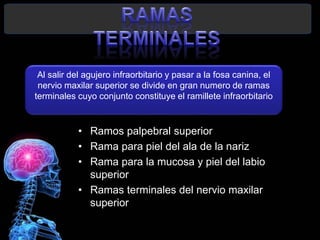 • Ramos palpebral superior
• Rama para piel del ala de la nariz
• Rama para la mucosa y piel del labio
superior
• Ramas terminales del nervio maxilar
superior
Andrea Elizabeth Berrios Jara
Al salir del agujero infraorbitario y pasar a la fosa canina, el
nervio maxilar superior se divide en gran numero de ramas
terminales cuyo conjunto constituye el ramillete infraorbitario
 