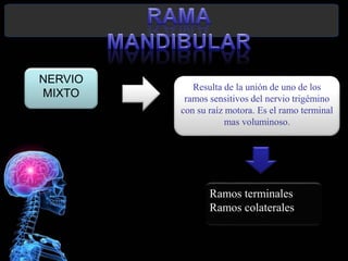 Andrea Elizabeth Berrios Jara
NERVIO
MIXTO
Resulta de la unión de uno de los
ramos sensitivos del nervio trigémino
con su raíz motora. Es el ramo terminal
mas voluminoso.
Ramos terminales
Ramos colaterales
 