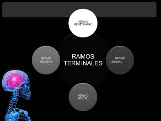 RAMOS
TERMINALES
NERVIO
MENTONIANO
NERVIO
LINGUAL
NERVIO
BUCAL
NERVIO
INCISIVO
 