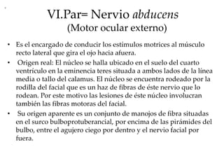 VI.Par= Nervio abducens
(Motor ocular externo)
• Es el encargado de conducir los estímulos motrices al músculo
recto lateral que gira el ojo hacia afuera.
• Origen real: El núcleo se halla ubicado en el suelo del cuarto
ventrículo en la eminencia teres situada a ambos lados de la línea
media o tallo del calamus. El núcleo se encuentra rodeado por la
rodilla del facial que es un haz de fibras de éste nervio que lo
rodean. Por este motivo las lesiones de éste núcleo involucran
también las fibras motoras del facial.
• Su origen aparente es un conjunto de manojos de fibra situadas
en el surco bulboprotuberancial, por encima de las pirámides del
bulbo, entre el agujero ciego por dentro y el nervio facial por
fuera.
 