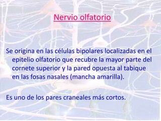 Nervio olfatorio
Se origina en las células bipolares localizadas en el
epitelio olfatorio que recubre la mayor parte del
cornete superior y la pared opuesta al tabique
en las fosas nasales (mancha amarilla).
Es uno de los pares craneales más cortos.
 