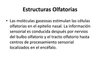 Estructuras Olfatorias
• Las moléculas gaseosas estimulan las células
olfatorias en el epitelio nasal. La información
sensorial es conducida después por nervios
del bulbo olfatorio y el tracto olfatorio hasta
centros de procesamiento sensorial
localizados en el encéfalo.
 
