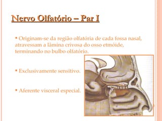 Nervo Olfatório – Par I Originam-se da região olfatória de cada fossa nasal, atravessam a lâmina crivosa do osso etmóide, terminando no bulbo olfatório. Exclusivamente sensitivo. Aferente visceral especial. 