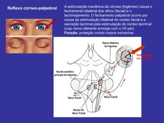 Reflexo córneo-palpebral 
Estimulação 
na córnea E 
A estimulação mecânica da córnea (trigêmeo) causa o fechamento bilateral dos olhos (facial) e o lacrimejamento. O fechamento palpebral ocorre por causa da estimulação bilateral do núcleo facial e a secreção lacrimal pela estimulação do núcleo lacrimal (cujo nervo eferente emerge com o VII par) 
Função: proteção contra corpos estranhos.  