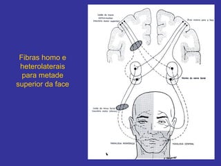 Fibras homo e heterolaterais para metade superior da face  