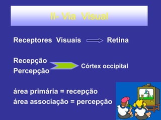 II- Via Visual 
Receptores Visuais Retina 
Recepção 
Percepção 
área primária = recepção 
área associação = percepção 
Córtex occipital  