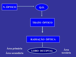 N. ÓPTICO 
Q.O. 
RADIAÇÃO ÓPTICA 
TRATO ÓPTICO 
LOBO OCCIPTAL 
Área primária 
Área secundária 
Área terciária  