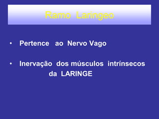 Ramo Laringeo 
• Pertence ao Nervo Vago 
• Inervação dos músculos intrínsecos 
da LARINGE  