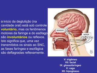 V: trigêmeo 
VII: facial 
IX: glossofaríngeo 
X: vago 
XII: hipoglosso 
O início da deglutição (na cavidade oral) está sob controle voluntário, mas os fenômenos motores da faringe e do esôfago são involuntários ou reflexos. 
Isto significa que, uma vez transmitidos os sinais ao SNC, as fases faríngea e esofágica são deflagradas reflexamente.  