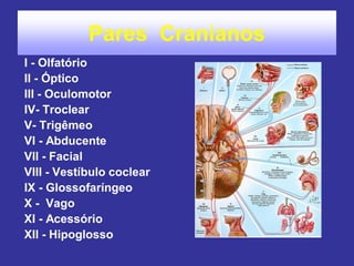 Pares Cranianos 
I - Olfatório 
II - Óptico 
III - Oculomotor 
IV- Troclear 
V- Trigêmeo 
VI - Abducente 
VII - Facial 
VIII - Vestíbulo coclear 
IX - Glossofaríngeo 
X - Vago 
XI - Acessório 
XII - Hipoglosso 
 
