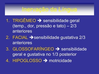 Inervação da Língua 
1.TRIGÊMEO  sensibilidade geral (temp., dor, pressão e tato) – 2/3 anteriores 
2.FACIAL sensibilidade gustativa 2/3 anteriores 
3.GLOSSOFARÍNGEO  sensibilidade geral e gustativa no 1/3 posterior 
4.HIPOGLOSSO  motricidade 