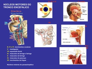 III, IV e VI 
V motor 
IX 
XI e 
XII 
VII 
III, IV e VI: movimentos oculares 
V: mastigação 
VII: expressão facial 
IX: músculos da laringe e faringe 
X: músculos da faringe 
XI: músculos do pescoço 
XII: movimentos da língua 
Núcleos motores do parassimpático 
NÚCLEOS MOTORES DO 
TRONCO ENCEFÁLICO  