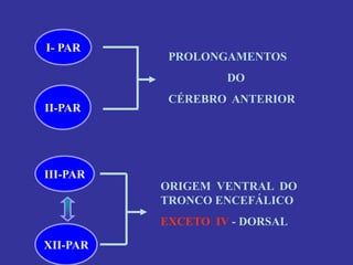 I- PAR 
II-PAR 
PROLONGAMENTOS 
DO 
CÉREBRO ANTERIOR 
III-PAR 
XII-PAR 
ORIGEM VENTRAL DO TRONCO ENCEFÁLICO 
EXCETO IV - DORSAL  