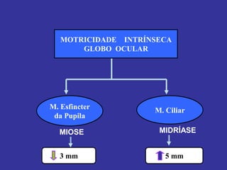 MOTRICIDADE INTRÍNSECA 
GLOBO OCULAR 
M. Esfincter 
da Pupila 
M. Ciliar 
MIOSE 
MIDRÍASE 
5 mm 
3 mm  