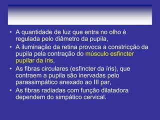 •A quantidade de luz que entra no olho é regulada pelo diâmetro da pupila, 
•A iluminação da retina provoca a constricção da pupila pela contração do músculo esfincter pupilar da íris, 
•As fibras circulares (esfincter da íris), que contraem a pupila são inervadas pelo parassimpático anexado ao III par, 
•As fibras radiadas com função dilatadora dependem do simpático cervical.  