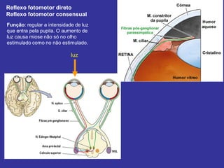 Reflexo fotomotor direto 
Reflexo fotomotor consensual 
Função: regular a intensidade de luz que entra pela pupila. O aumento de luz causa miose não só no olho estimulado como no não estimulado. 
luz  