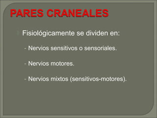  Fisiológicamente se dividen en:
- Nervios sensitivos o sensoriales.
- Nervios motores.
- Nervios mixtos (sensitivos-motores).
 