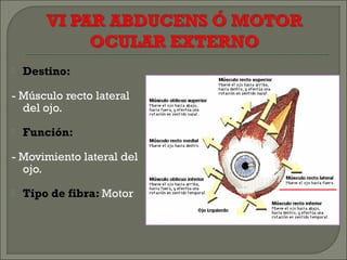  Destino:
- Músculo recto lateral
del ojo.
 Función:
- Movimiento lateral del
ojo.
 Tipo de fibra: Motor
 