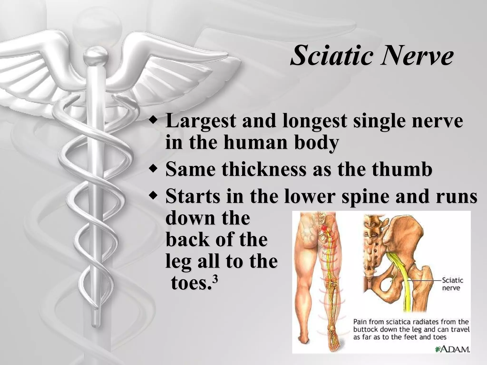 Sciatic Nerve Largest and longest single nerve in the human body Same thickness as the thumb Starts in the lower spine and runs down the  back of the  leg all to the  toes. 3 