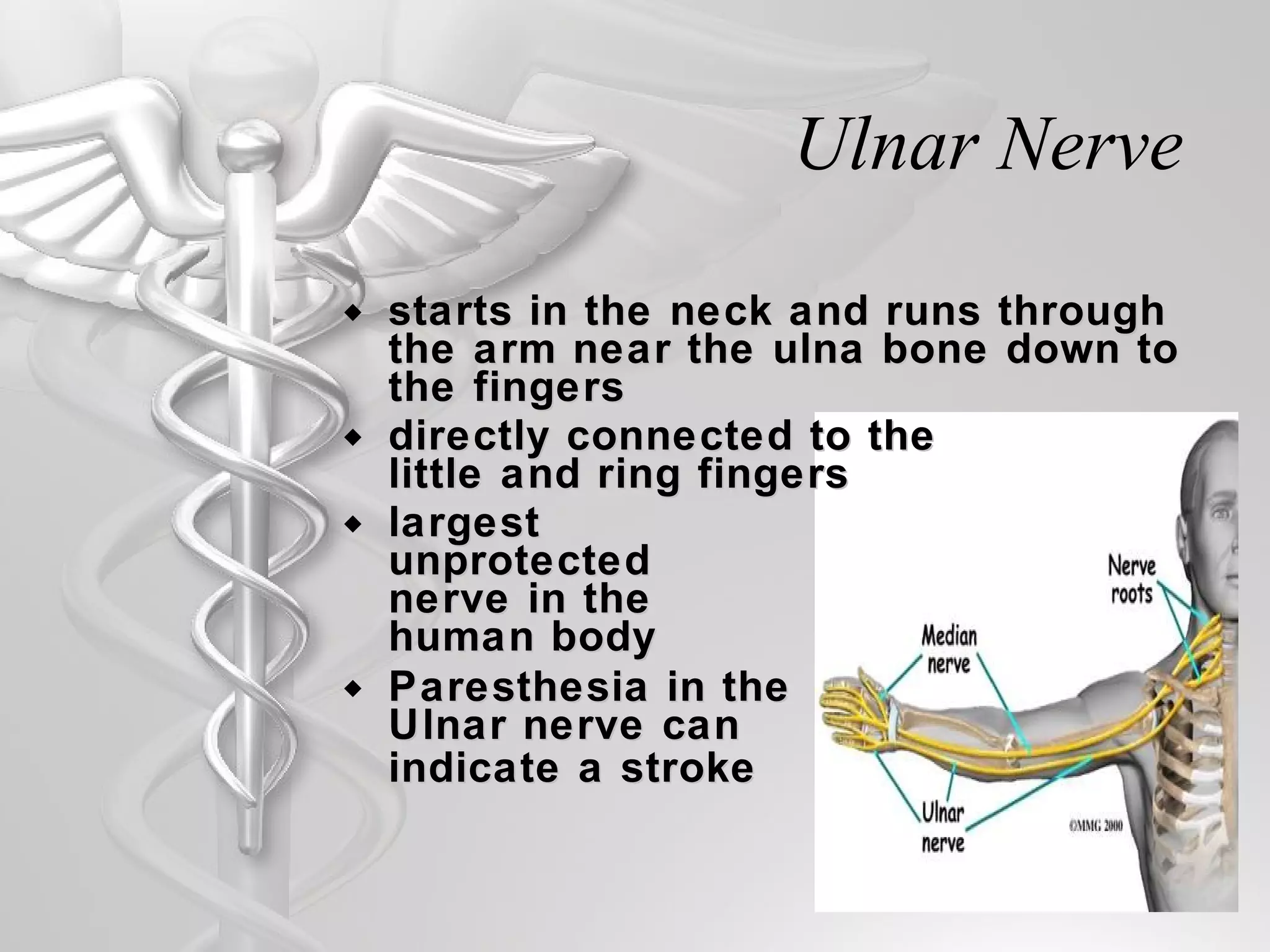 Ulnar Nerve starts in the neck and runs through the arm near the ulna bone down to the fingers  directly connected to the  little and ring fingers largest  unprotected  nerve in the  human body Paresthesia in the  Ulnar nerve can  indicate a stroke   