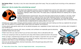 Red Spider Mites – Itty-bitty in size, the colour description gives them away. They are usually found munching on the underside of
leaves.

What do I do to make the uninvited go away?

                                l Mix liquid soap detergent (choose a natural, phosphate free version) with water (about 2 tablespoons
                                of soap for every gallon of water) and spray it on plants. The soap acts as a deterrent or creates critter
                                discomfort, helping to deter insect visits. This soapy spray is especially effective for dealing with an aphid
                                infestation.
                                l Spread diatomaceous (pronounced: dye-a-toe-may-shus) earth around your plants. A very fine, white
                                powder, diatomaceous earth is made up of the very small, fossilized remains of ancient sea critters. It
                                basically cuts the skin of snails and slugs that crawl over it. As an alternative, you could also spread
                                crushed egg shells around plants. Snails and slugs will tend to avoid slithering over them. At the same time,
                                the shells provide an added benefit by adding calcium to your soil.
l Rotate your crops yearly. Changing planting locations within the same garden plot (and making sure that you replenish the soil each
year with the addition of compost) helps create fertile and healthier soil conditions.
l Some plants repel garden pests and can be planted alongside your vegetables to keep insects away. For example, plant marigolds in
your tomato patch.
l Some plants such as fennel, dill, clover, coriander, and sunflowers are especially good at attracting
beneficial insects into your yard.
l Plant more than you need so that if you do have some losses, there is still plenty left over.
l Time your spraying so that you avoid hot sunny days when leaves could be burned in the process
l Pick up larger, unwanted bugs and squish them with your fingers or pop them into a jar of water.
l Plant a variety of different vegetables in your garden for diversity. Pests tend to cause most
problems when there is a lack of diversity in the garden.
l Do not use harmful synthetic chemical insecticides, which kill good bugs along with those
that are causing problems.

26   Plant a Row • Grow a Row     Grow Your Veggie Garden Guide   www.growarow.org
 