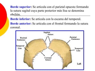 parietal-ppt