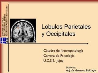 Chapter14
Lobulos Parietales
y Occipitales
UNIVERSIDADCATÓLICA
DESANTIAGODELESTERO
DepartamentoAcadémicoSanSalvador
Docente:
Adj. Dr. Gustavo Buitrago
 
