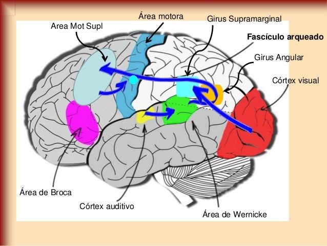 giro angular y supramarginal