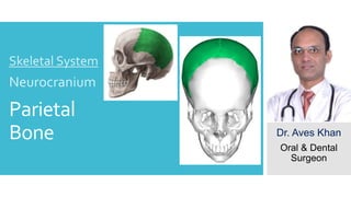Parietal
Bone
Skeletal System
Neurocranium
Dr. Aves Khan
Oral & Dental
Surgeon
 