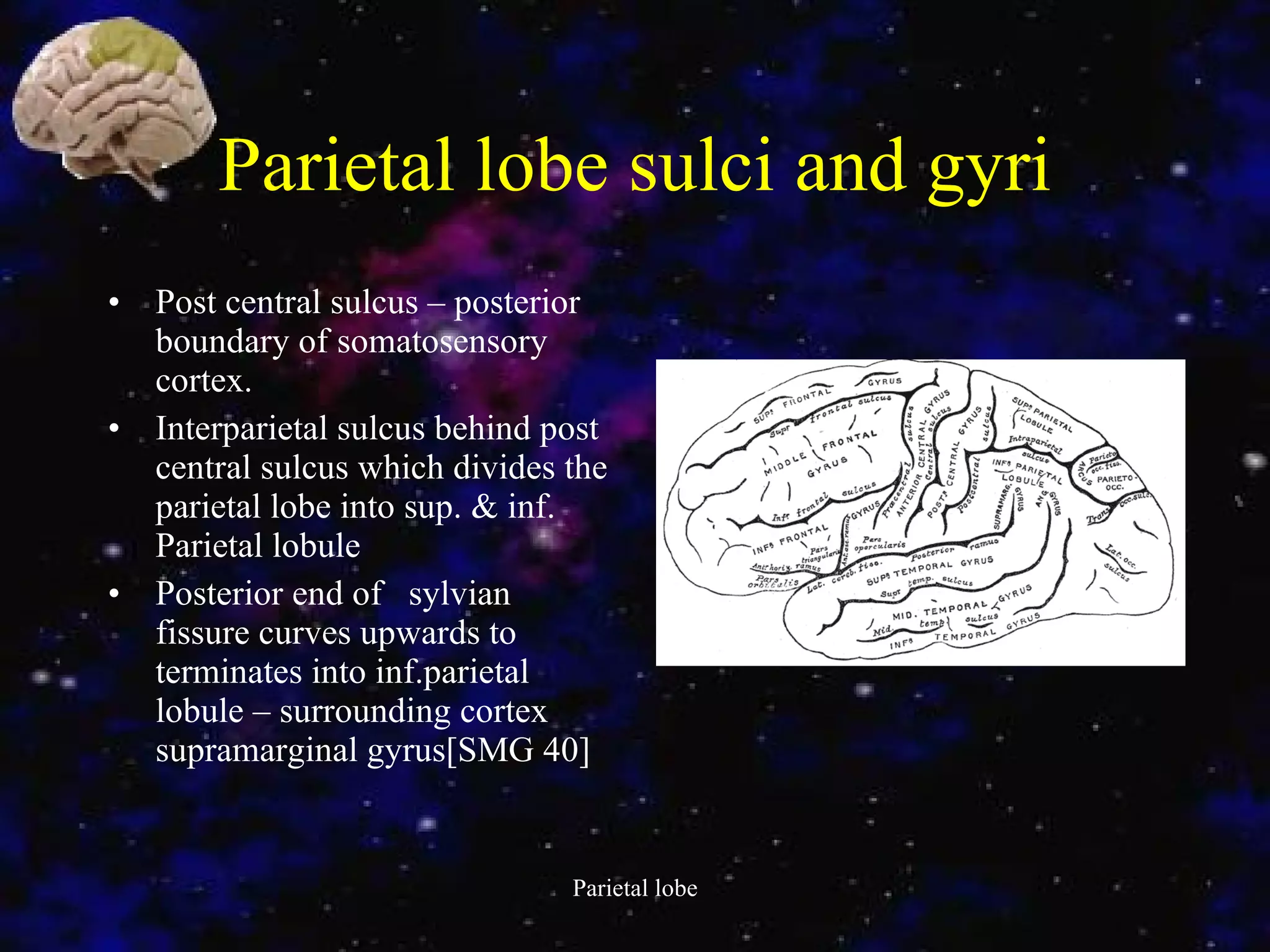 Parietal lobe sulci and gyri Post central sulcus – posterior boundary of somatosensory cortex. Interparietal sulcus behind post central sulcus which divides the parietal lobe into sup. & inf. Parietal lobule Posterior end of  sylvian fissure curves upwards to terminates into inf.parietal lobule – surrounding cortex supramarginal gyrus[SMG 40] 