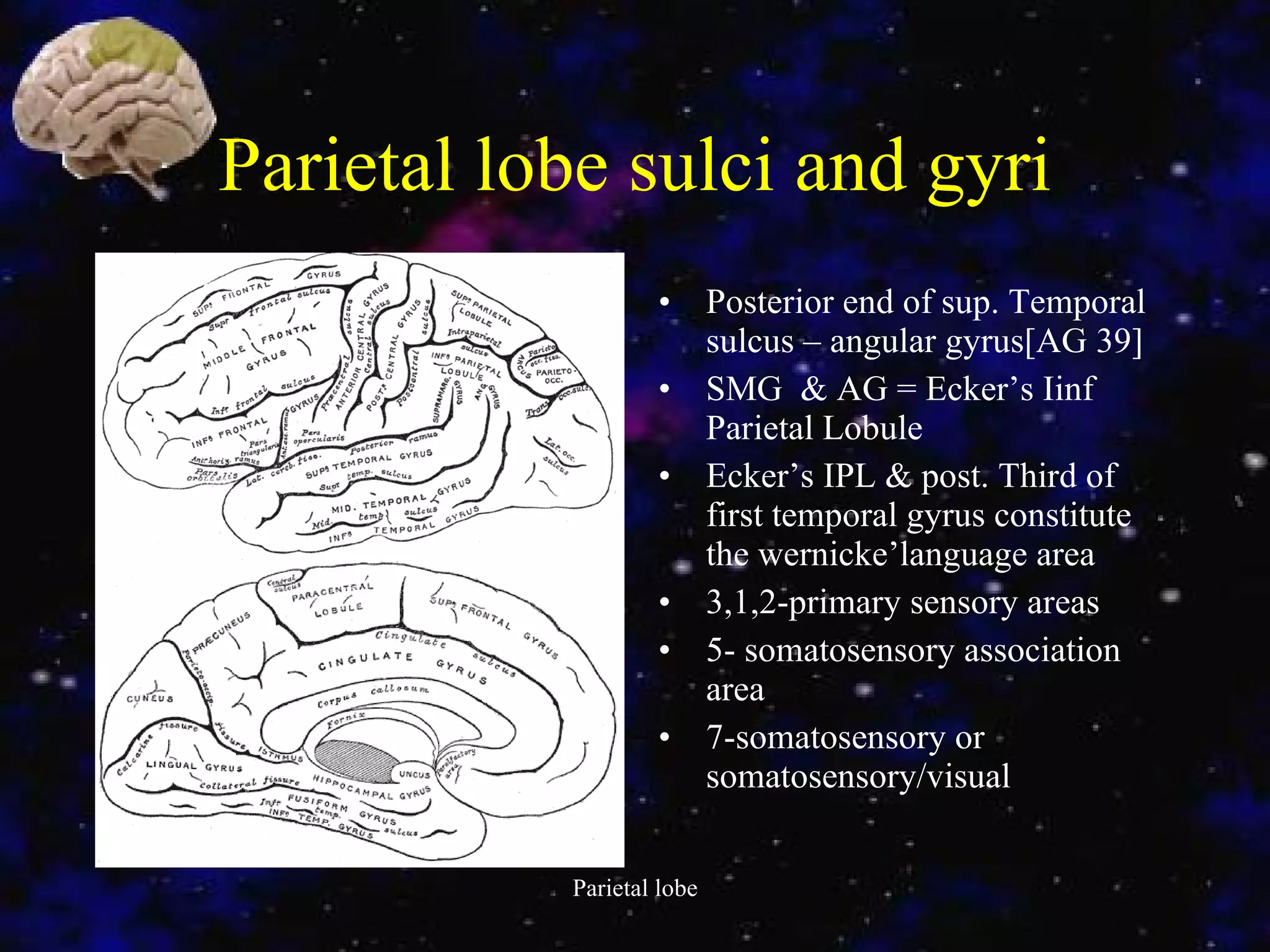 Parietal lobe sulci and gyri Posterior end of sup. Temporal sulcus – angular gyrus[AG 39] SMG  & AG = Ecker’s Iinf Parietal Lobule Ecker’s IPL & post. Third of first temporal gyrus constitute the wernicke’language area 3,1,2-primary sensory areas 5- somatosensory association area 7-somatosensory or somatosensory/visual 