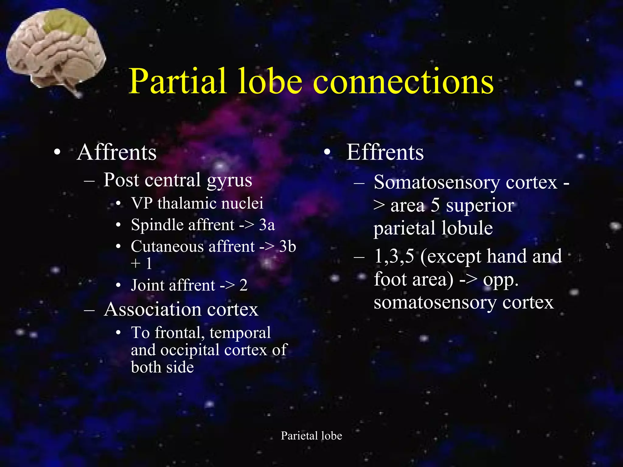 Partial lobe connections Affrents Post central gyrus VP thalamic nuclei Spindle affrent -> 3a Cutaneous affrent -> 3b + 1 Joint affrent -> 2 Association cortex To frontal, temporal and occipital cortex of both side Effrents Somatosensory cortex -> area 5 superior parietal lobule 1,3,5 (except hand and foot area) -> opp. somatosensory cortex 