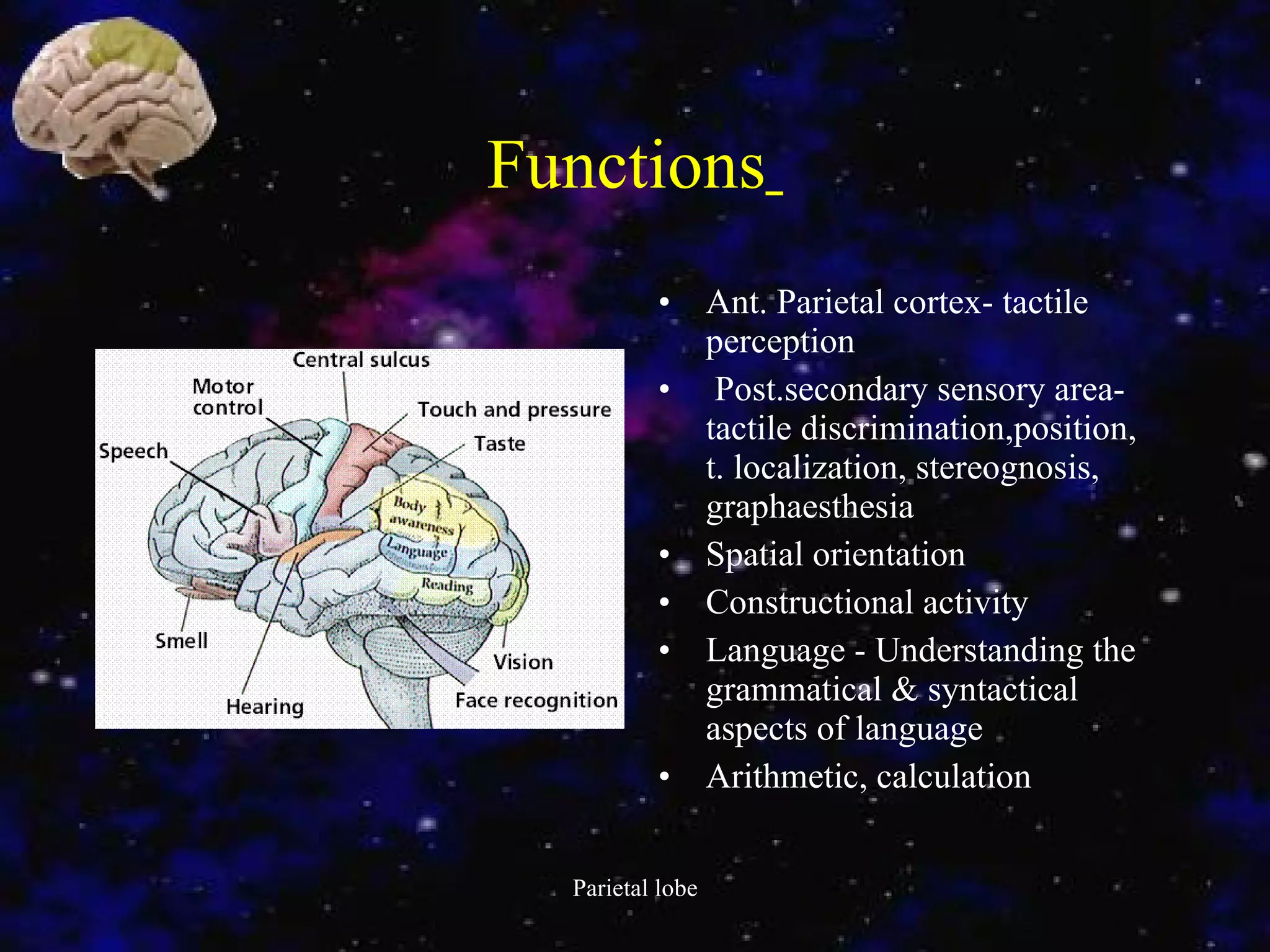 Functions   Ant. Parietal cortex- tactile perception   Post.secondary sensory area-tactile discrimination,position, t. localization, stereognosis,  graphaesthesia Spatial orientation Constructional activity  Language - Understanding the grammatical & syntactical aspects of language Arithmetic, calculation   