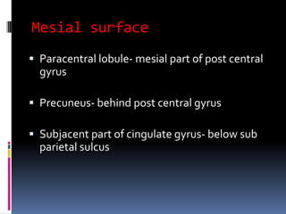 Mesial surfaceParacentral lobule- mesial part of post central gyrusPrecuneus- behind post central gyrusSubjacent part of cingulategyrus- below sub parietal sulcus