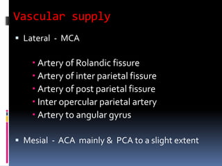 Vascular supplyLateral  -  MCA  Artery of Rolandic fissureArtery of inter parietal fissure Artery of post parietal fissureInter opercular parietal arteryArtery to angular gyrusMesial  -  ACA  mainly &  PCA to a slight extent 