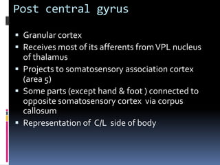 Post central gyrusGranular cortexReceives most of its afferents from VPL nucleus of thalamusProjects to somatosensory association cortex (area 5)Some parts (except hand & foot ) connected to opposite somatosensory cortex  via corpus callosumRepresentation of  C/L  side of body