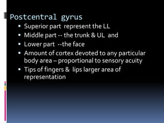 Postcentral gyrusSuperior part  represent the LL Middle part -- the trunk & UL  and Lower part  --the faceAmount of cortex devoted to any particular body area – proportional to sensory acuity Tips of fingers &  lips larger area of representation