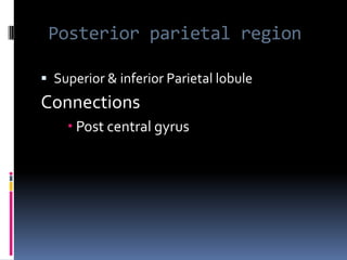 Posterior parietal regionSuperior & inferior Parietal lobuleConnections Post central gyrus