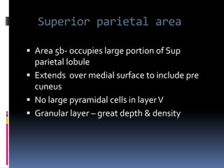 Superior parietal areaArea 5b- occupies large portion of Sup parietal lobule Extends  over medial surface to include pre cuneusNo large pyramidal cells in layer VGranular layer – great depth & density