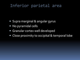 Inferior parietal areaSupra marginal & angular gyrus No pyramidal cells Granular cortex well developedClose proximity to occipital & temporal lobe