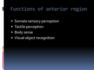 Functions of anterior regionSomato sensory perceptionTactile perception Body senseVisual object recognition